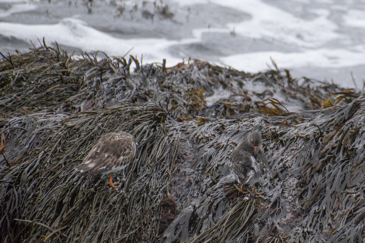 Ruddy Turnstone - ML646223660