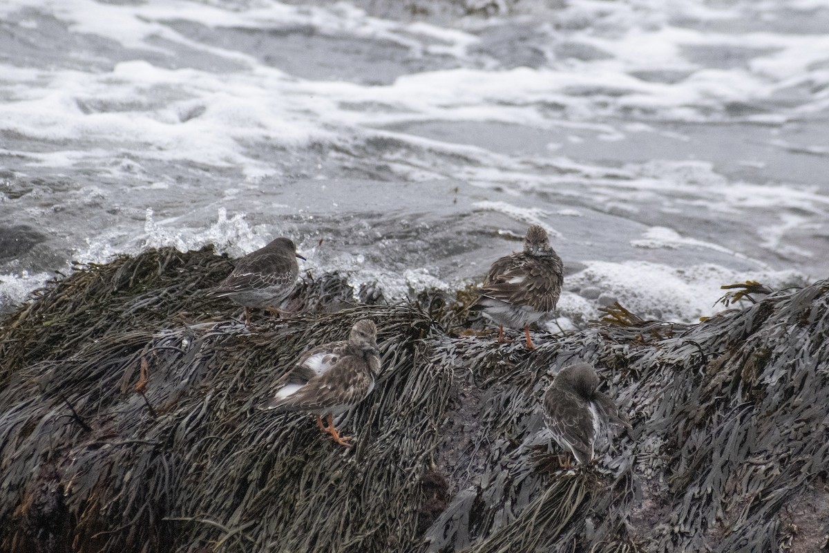 Ruddy Turnstone - ML646223662