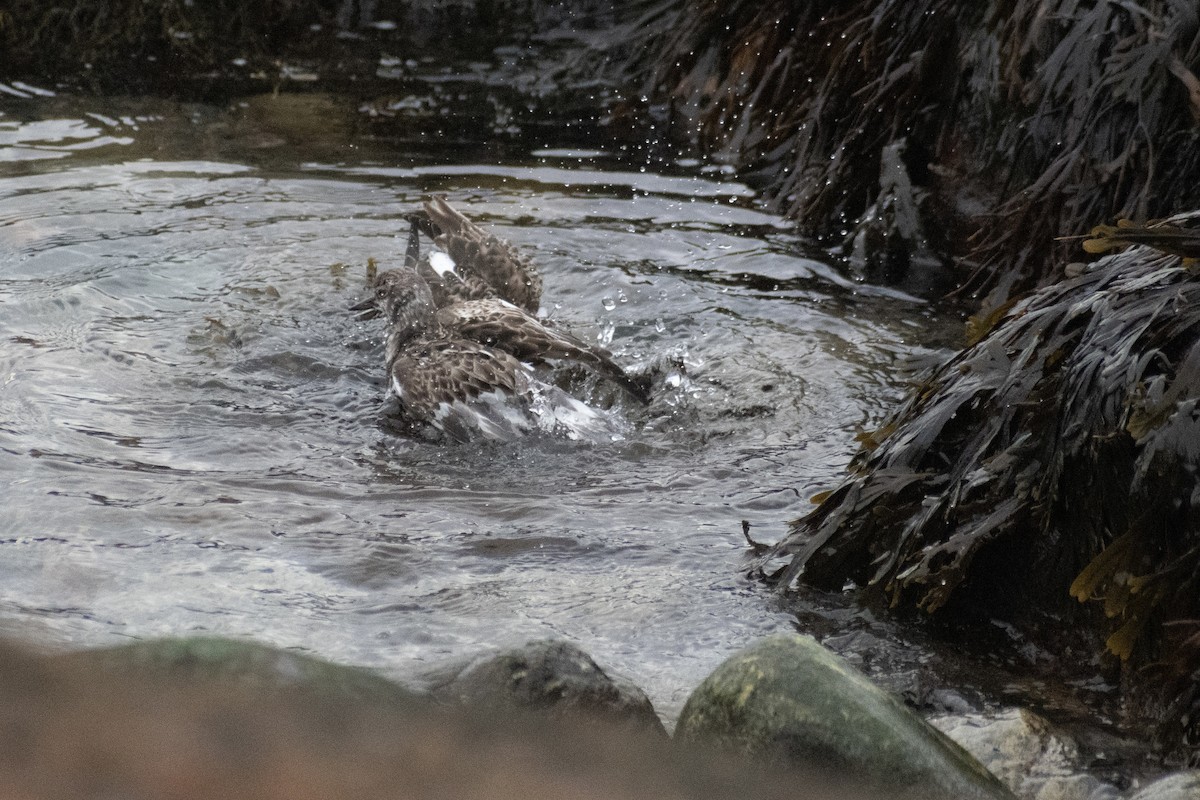 Ruddy Turnstone - ML646223663