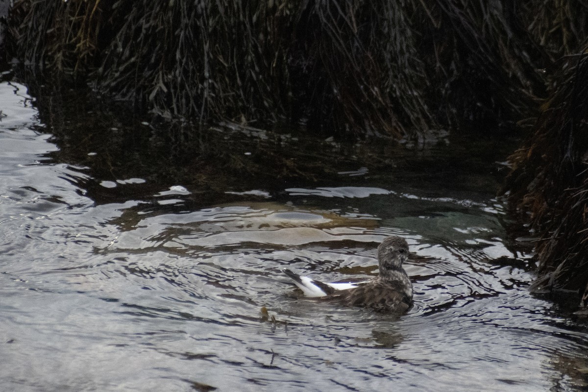 Ruddy Turnstone - ML646223664