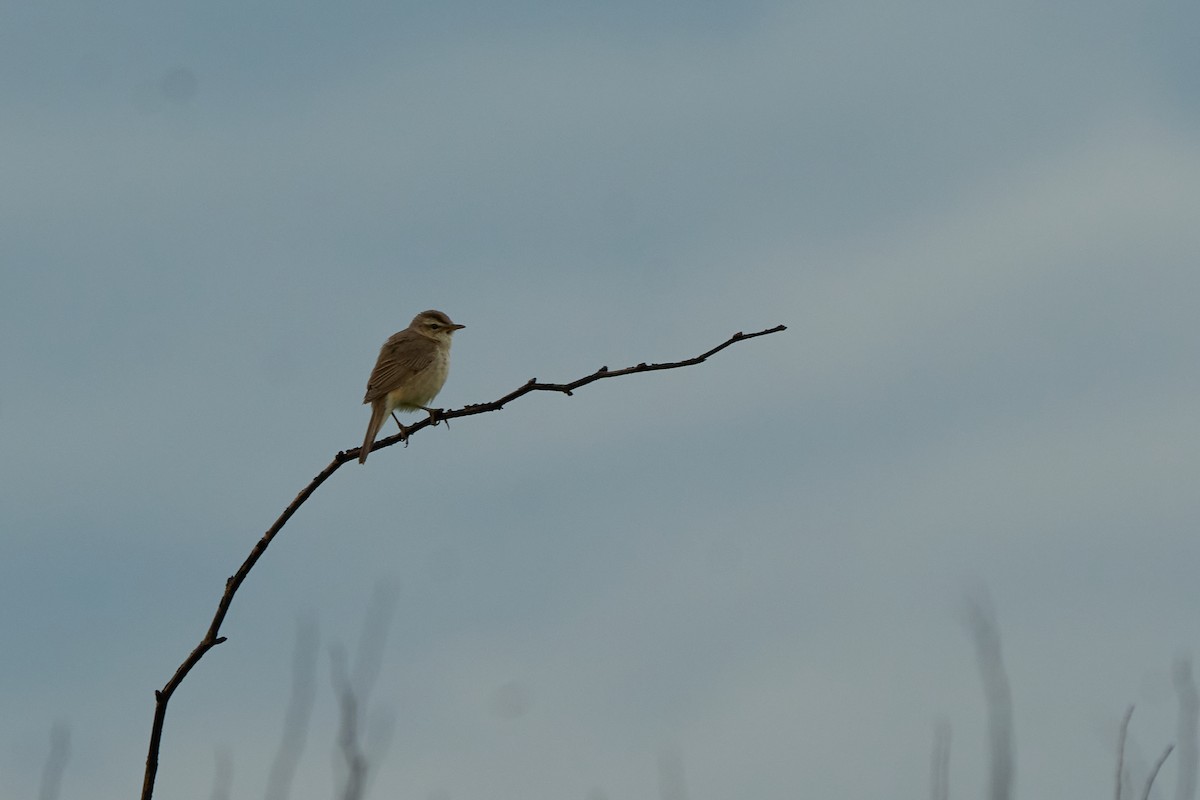 Black-browed Reed Warbler - ML646223665