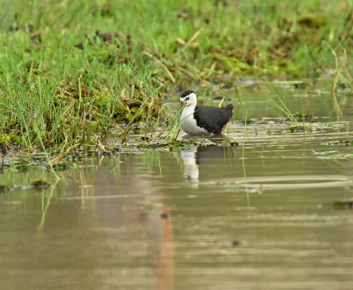 White-breasted Waterhen - ML646223666