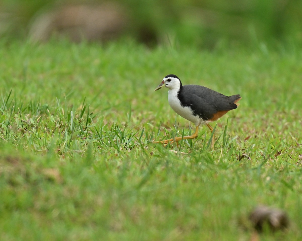 White-breasted Waterhen - ML646223667