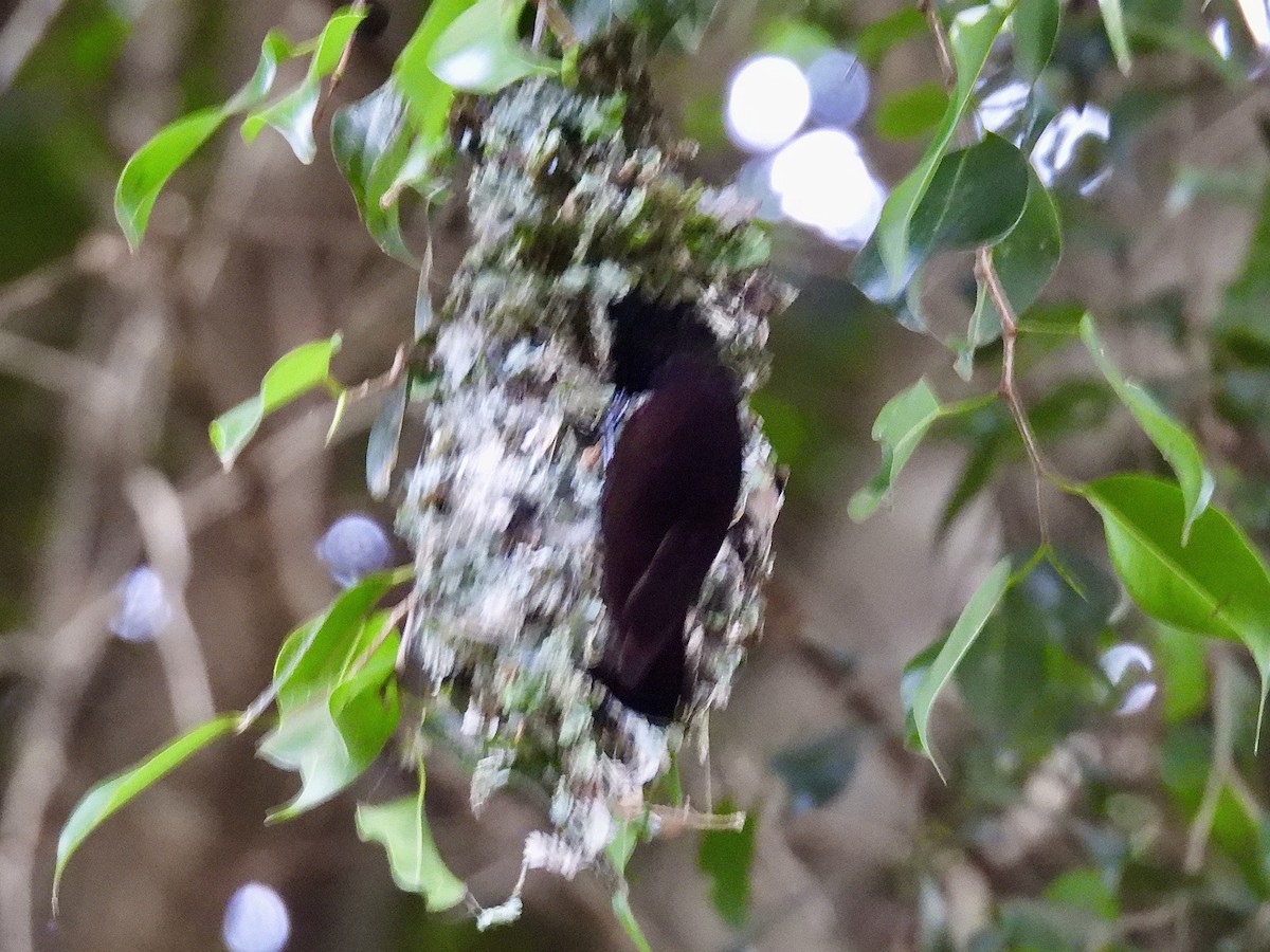 Amethyst Sunbird - ML646223669