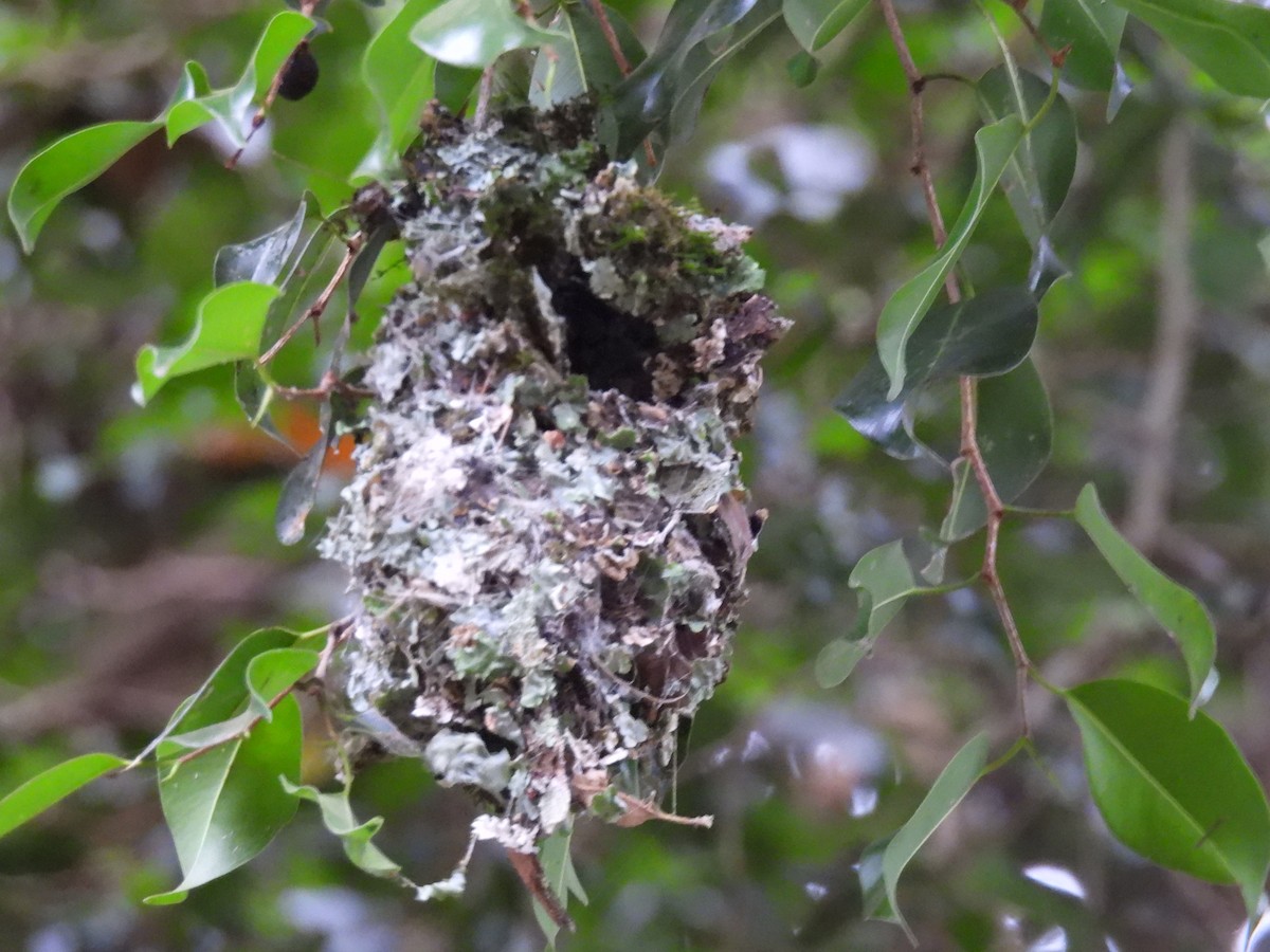 Amethyst Sunbird - ML646223670