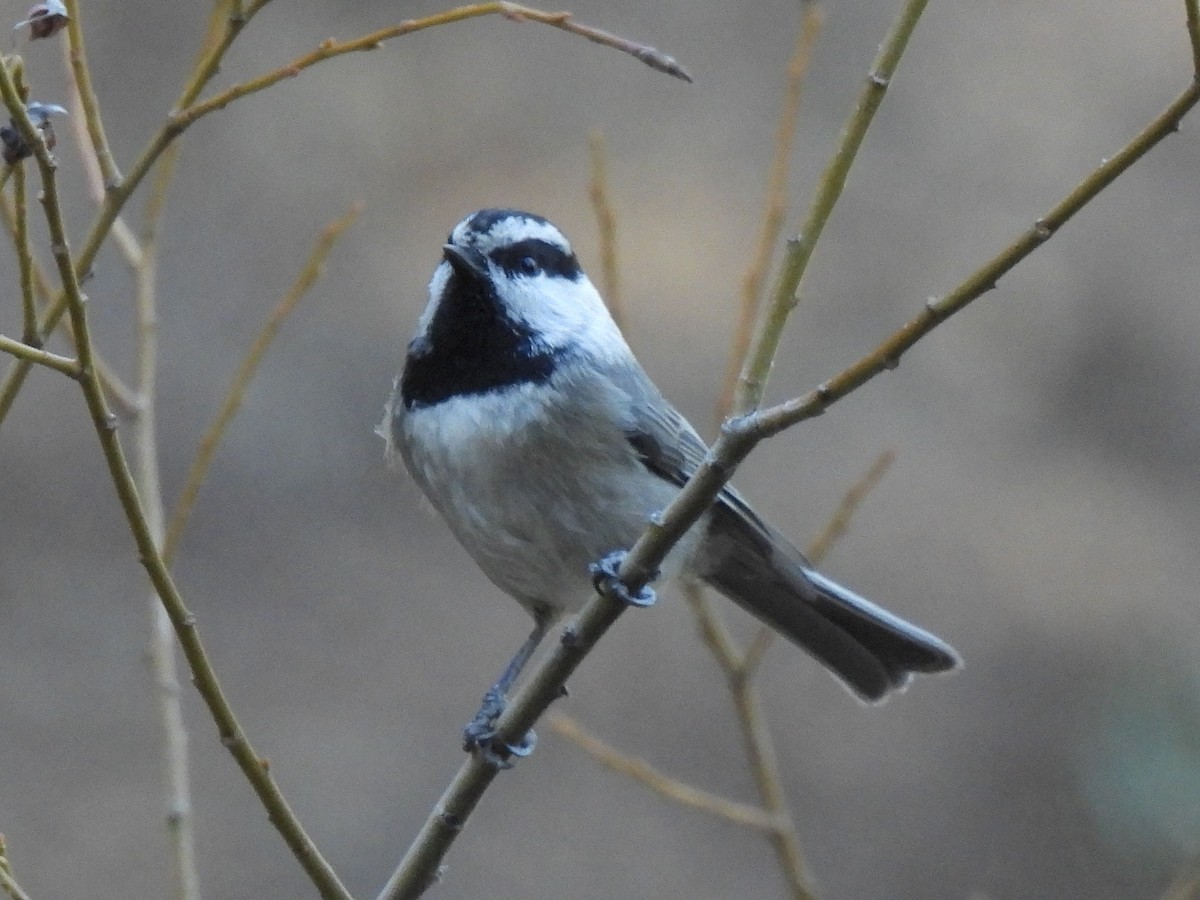 Mountain Chickadee - ML646223671