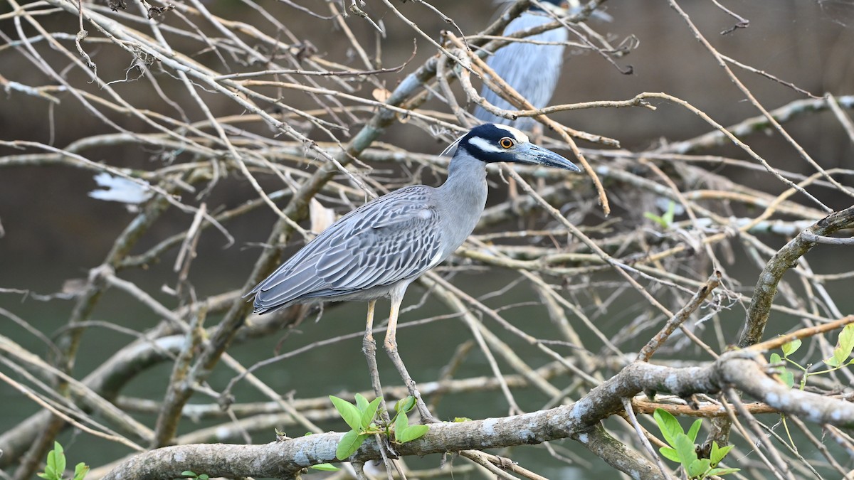 Yellow-crowned Night Heron - ML646223672