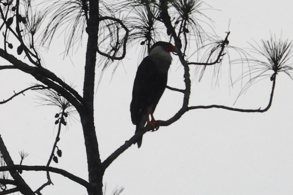 Crested Caracara - ML646223673