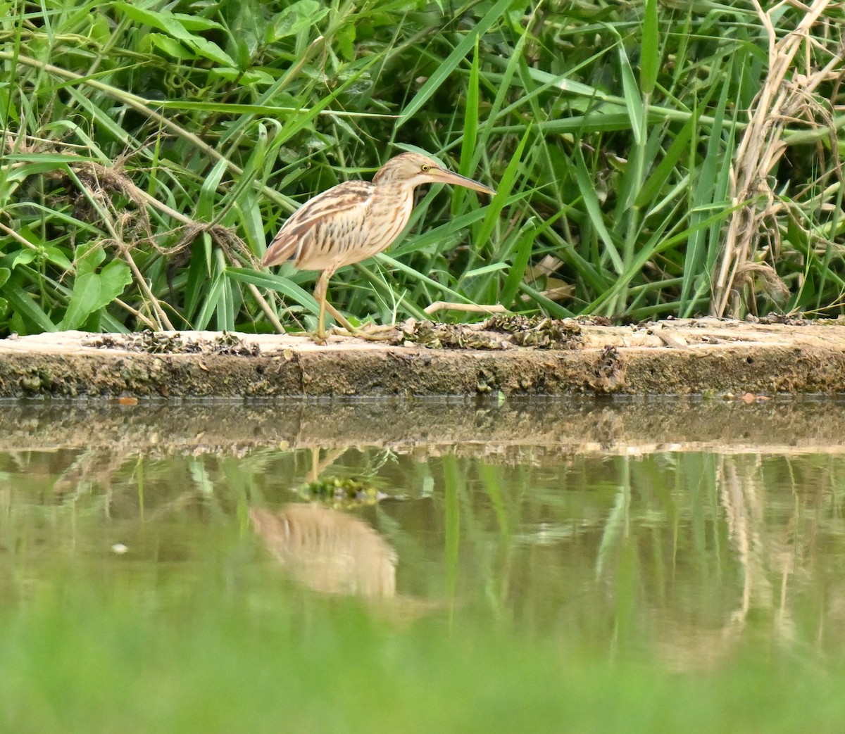 Yellow Bittern - ML646223674