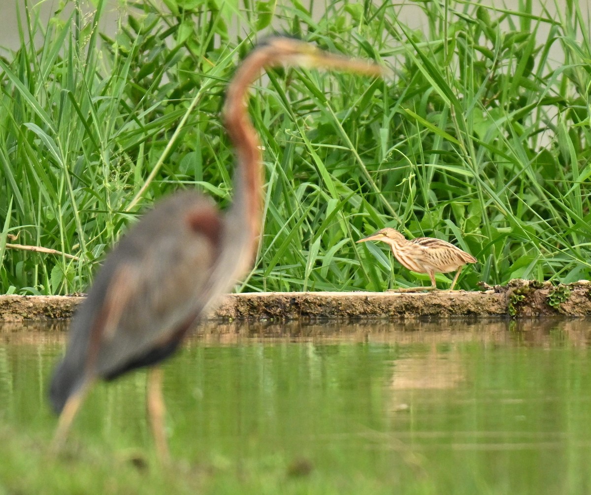 Yellow Bittern - ML646223675