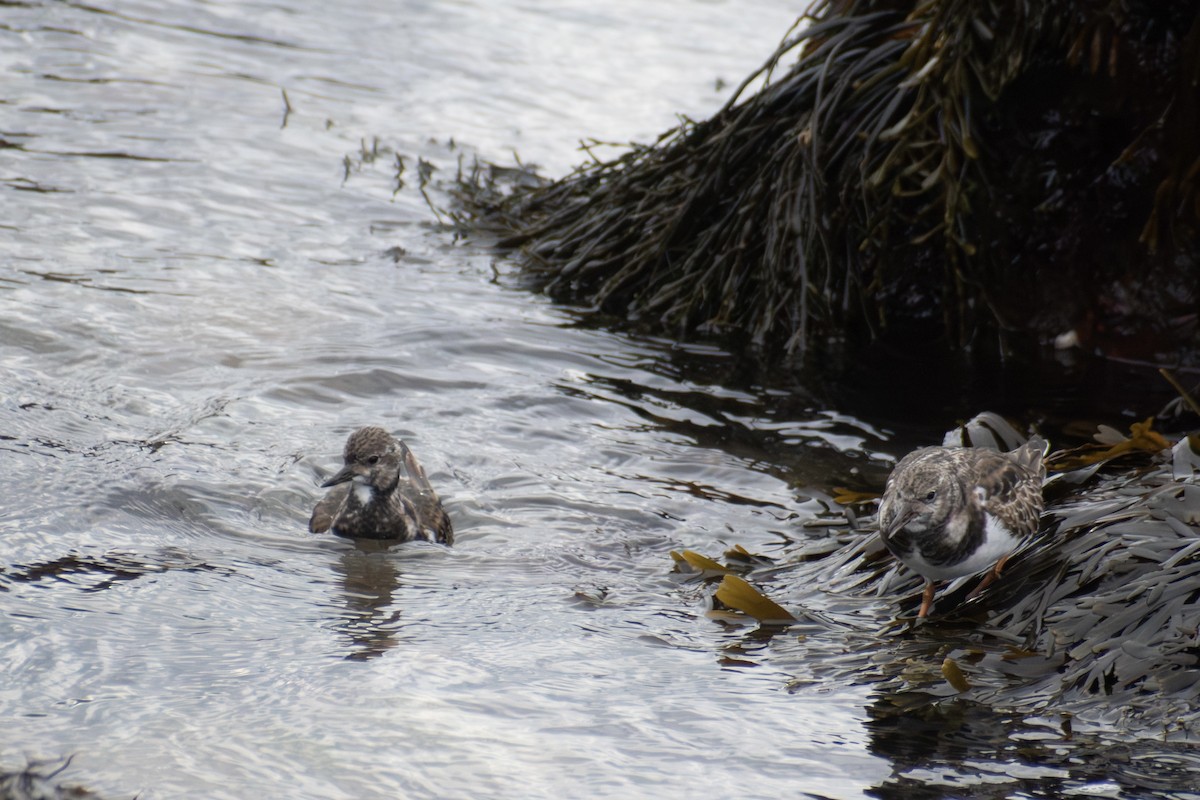Ruddy Turnstone - ML646223676