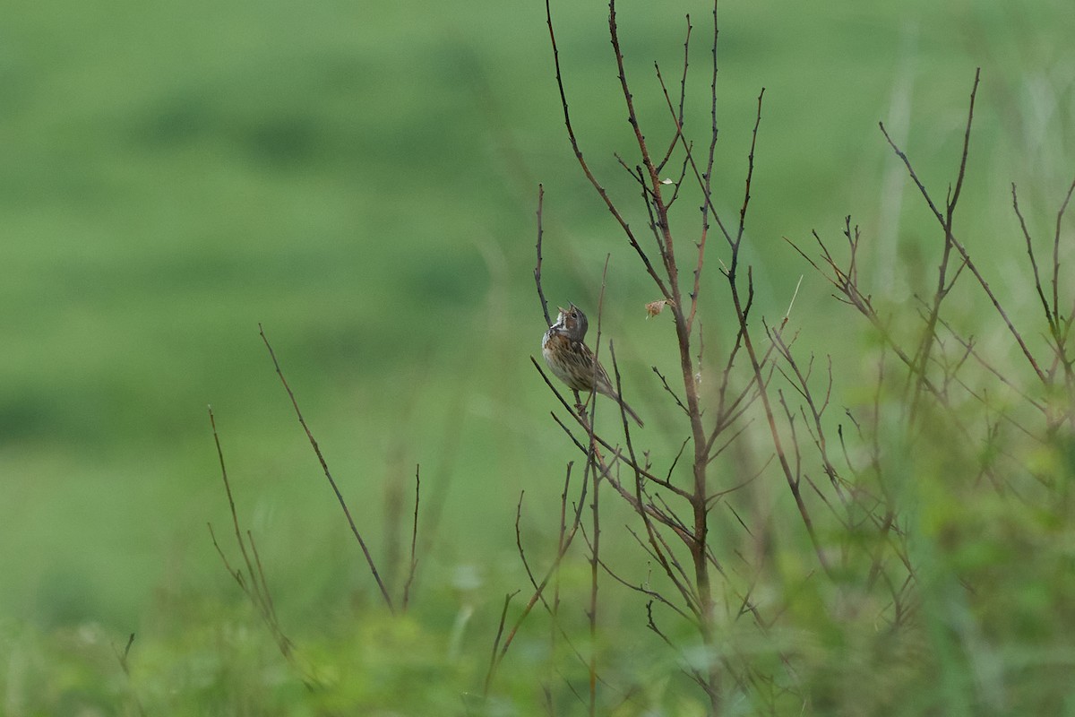 Chestnut-eared Bunting - ML646223677