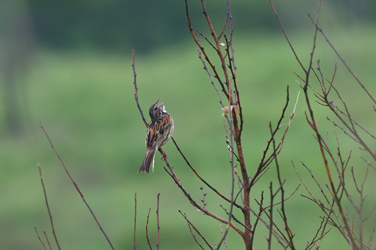 Chestnut-eared Bunting - ML646223678