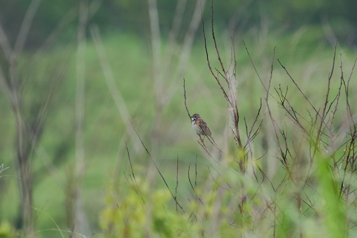 Chestnut-eared Bunting - ML646223679