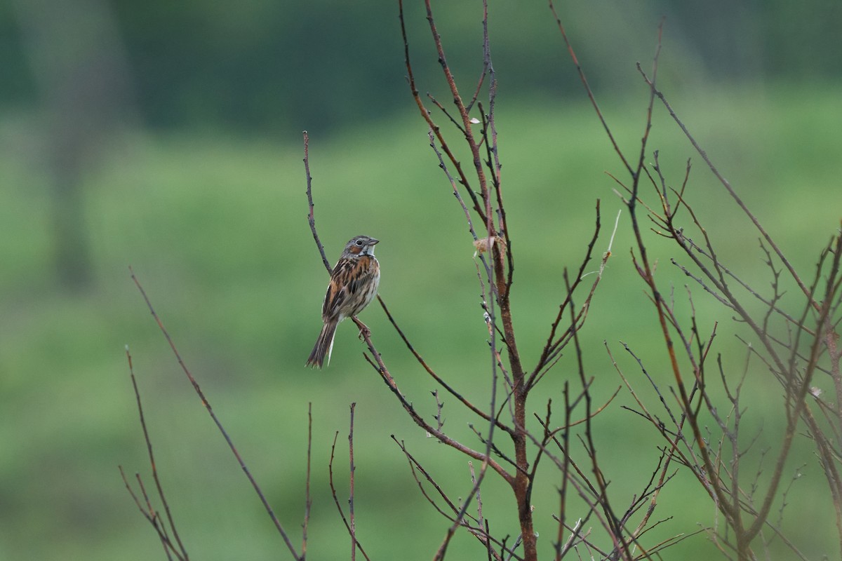 Chestnut-eared Bunting - ML646223680