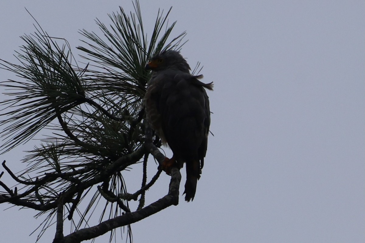 Roadside Hawk - ML646223681