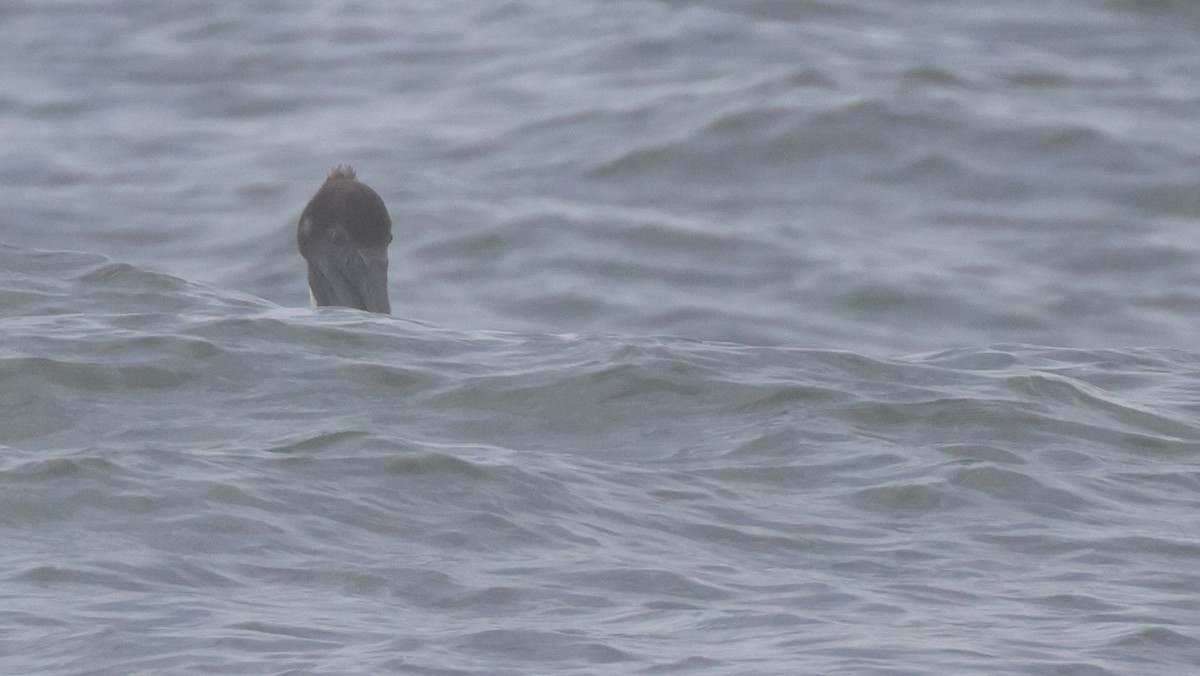 Brown Pelican - ML646223682