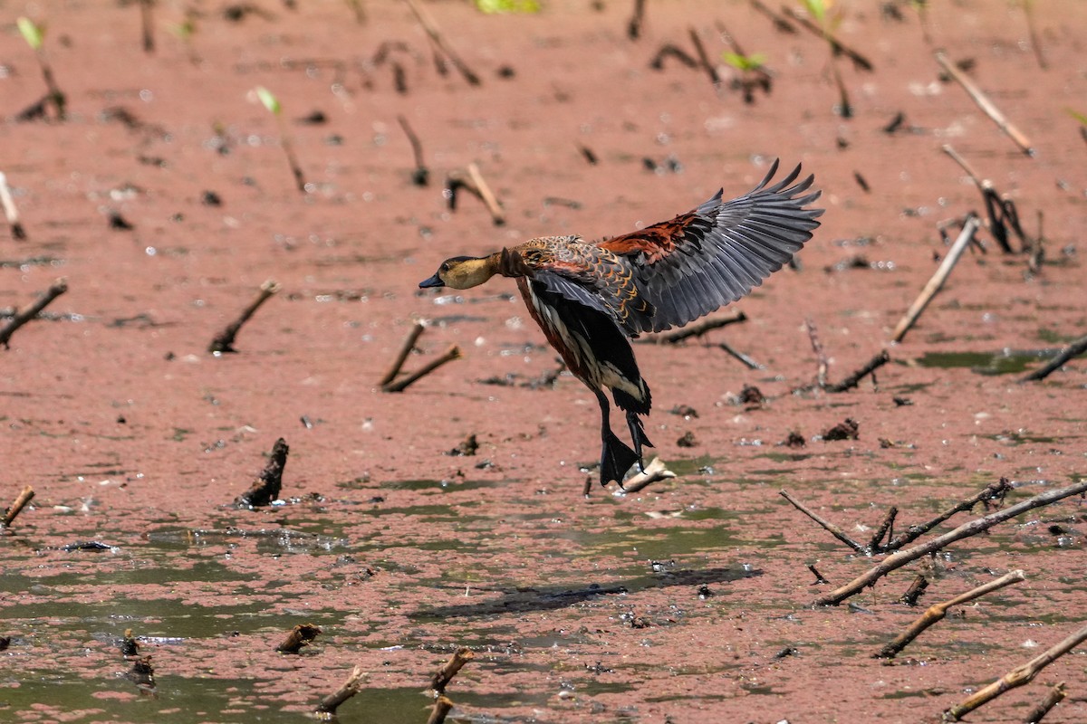 Wandering Whistling-Duck - ML646223683