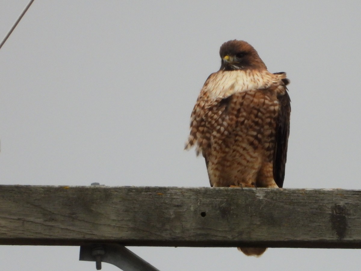 Канюк неоарктичний - ML646223685