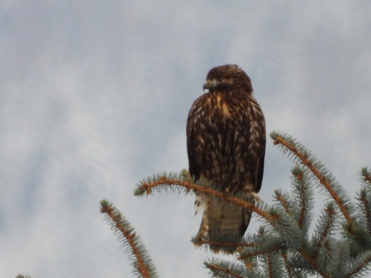 Канюк неоарктичний - ML646223686