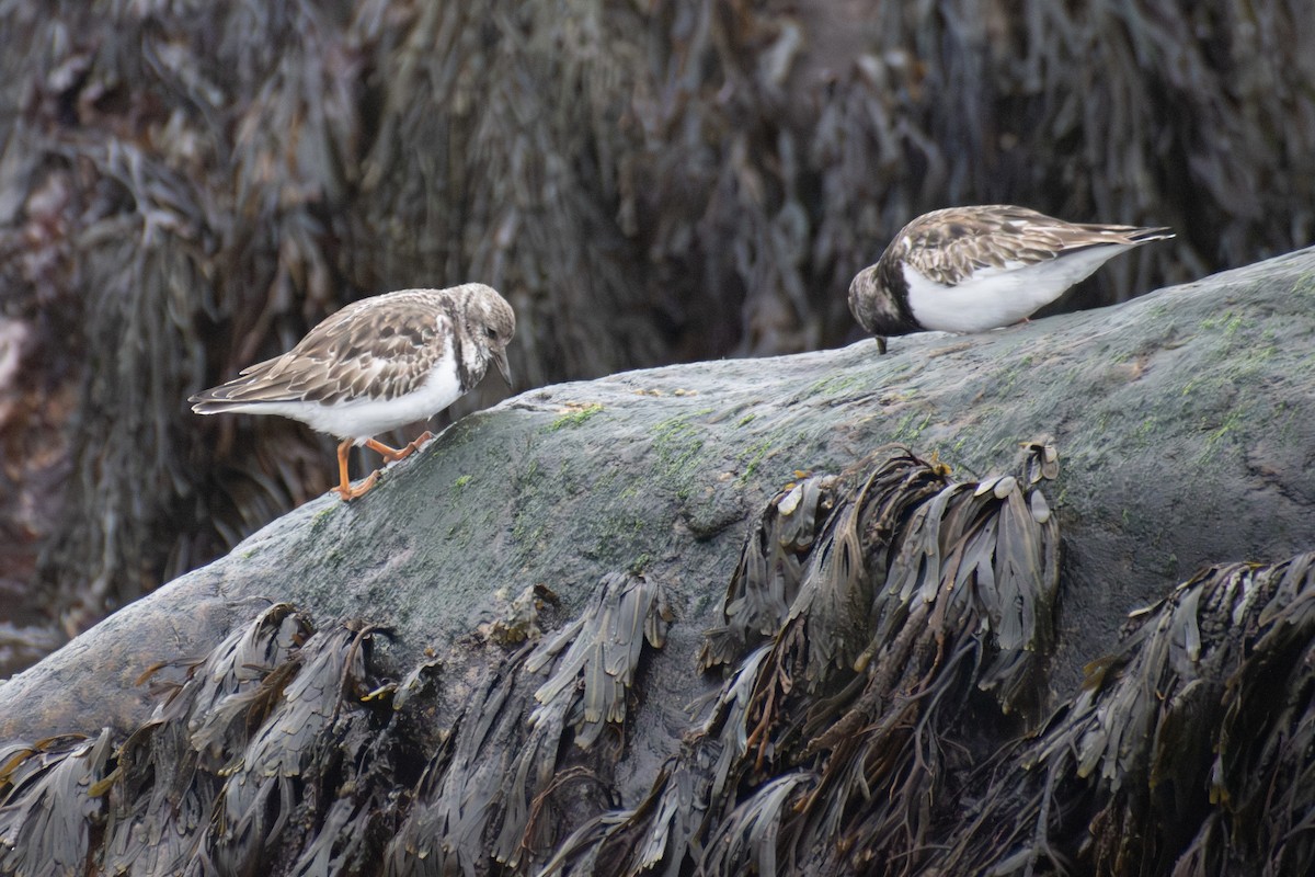 Ruddy Turnstone - ML646223690