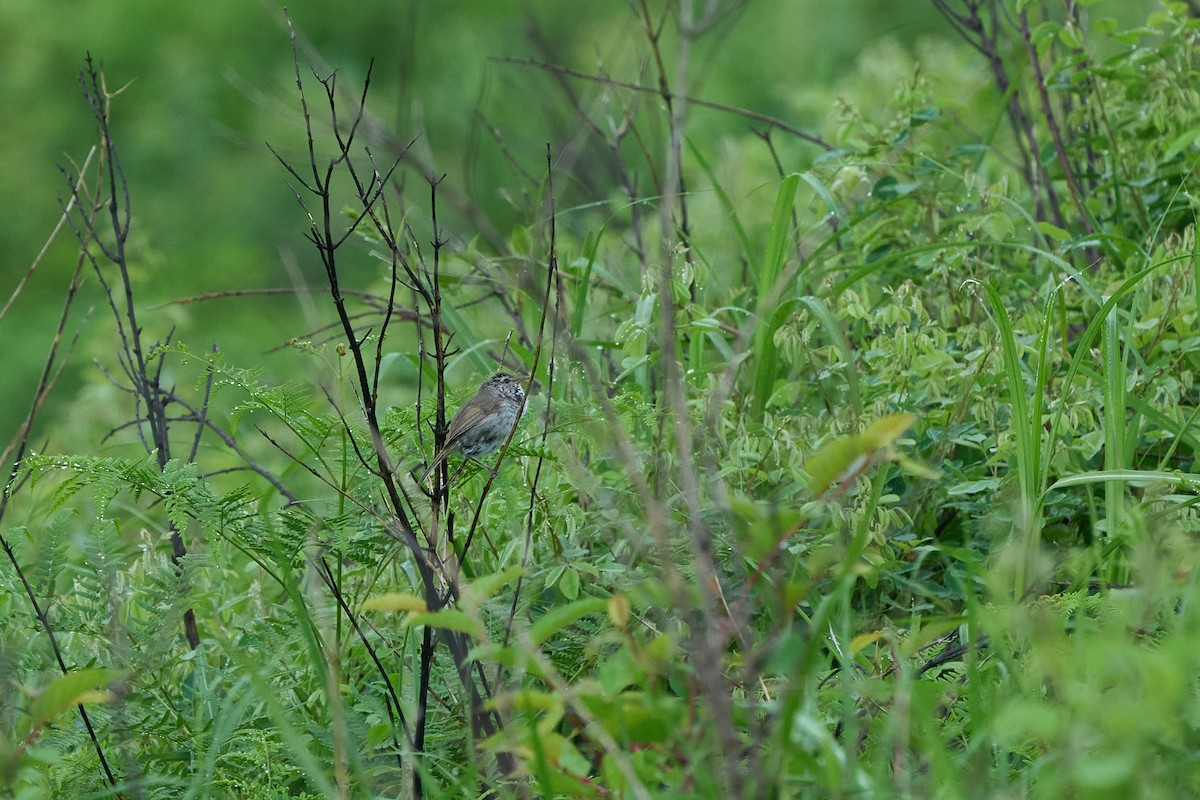 Japanseidensänger - ML646223697