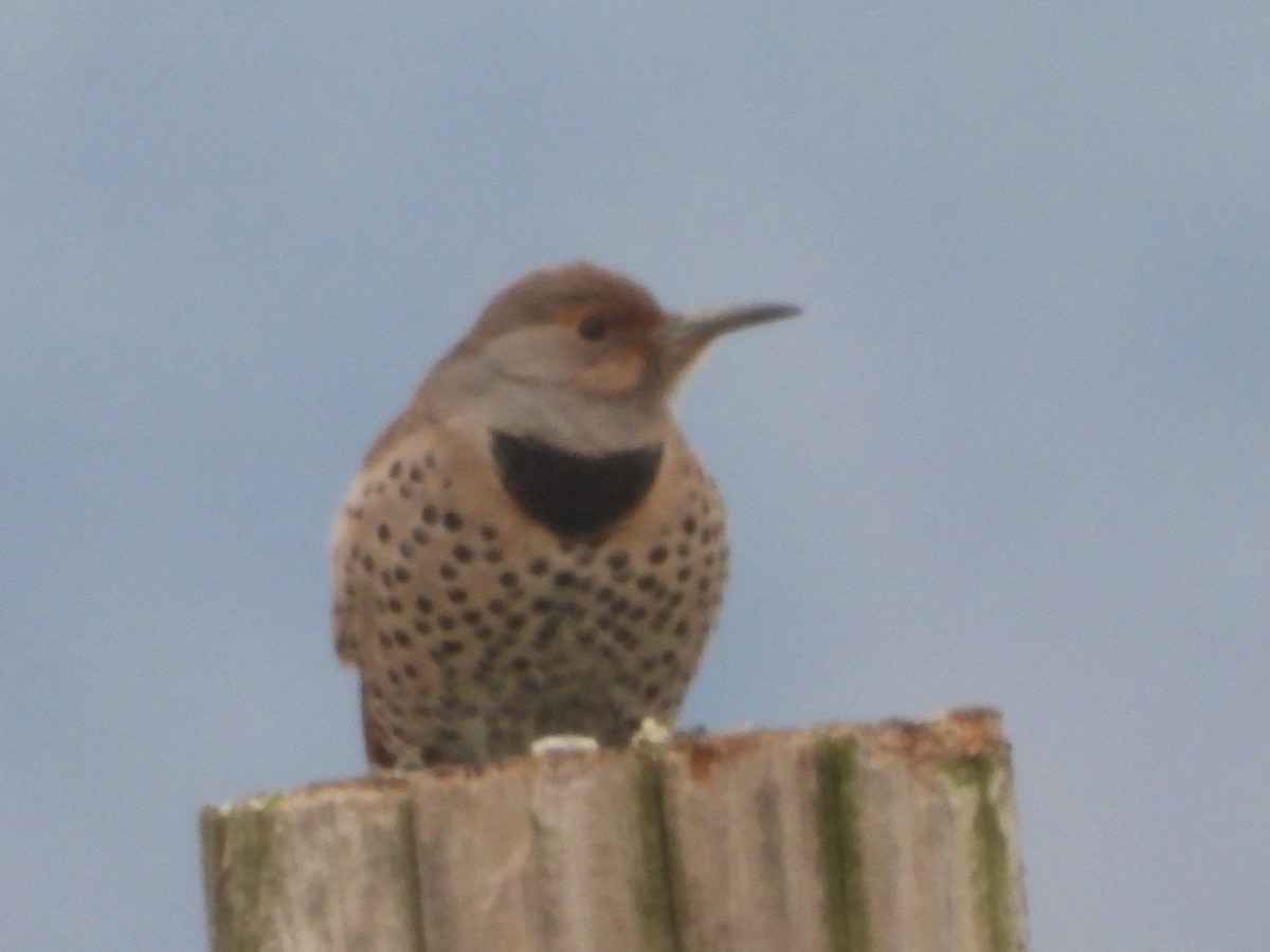 Northern Flicker - ML646223698
