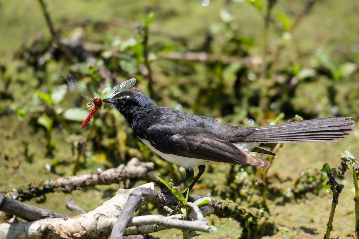 Willie-wagtail - ML646223701