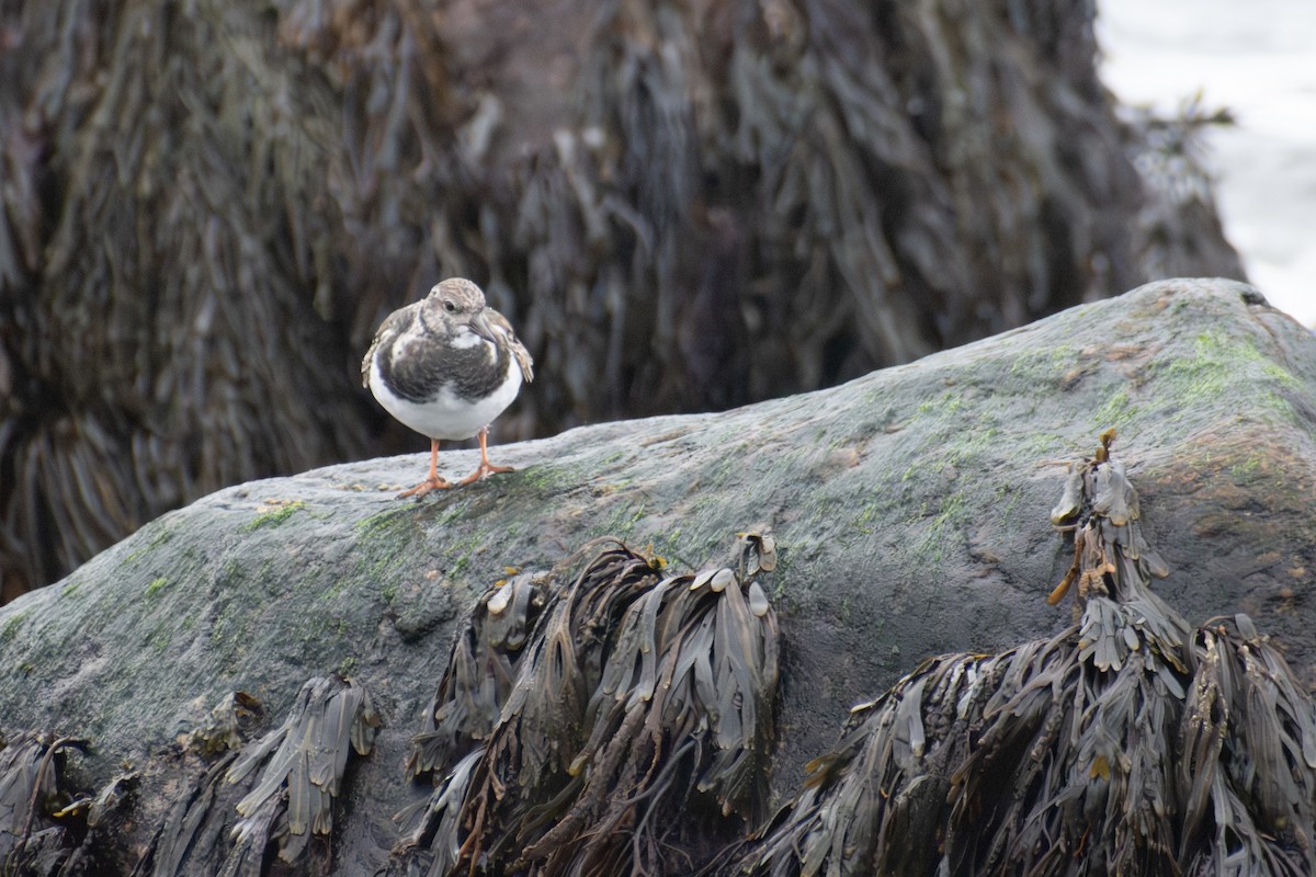 Ruddy Turnstone - ML646223706