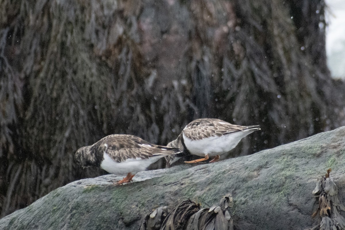 Ruddy Turnstone - ML646223707