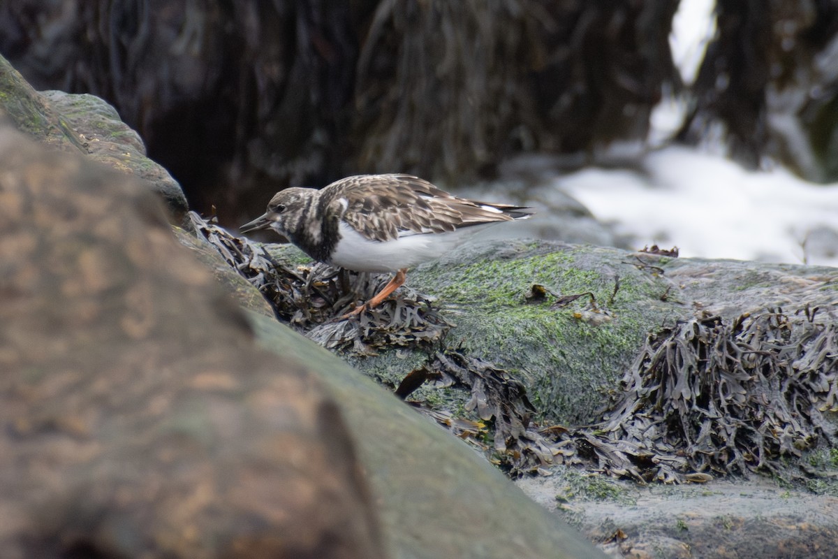 Ruddy Turnstone - ML646223711