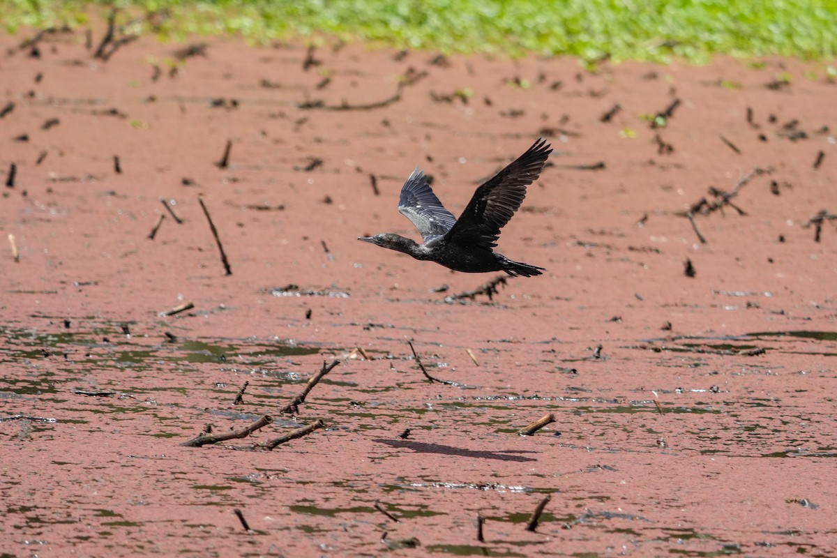 Little Black Cormorant - ML646223714