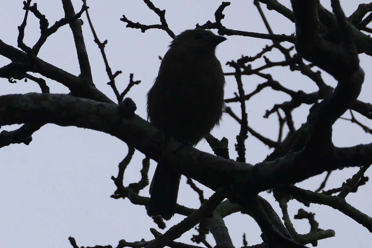 Palm Tanager - ML646223716