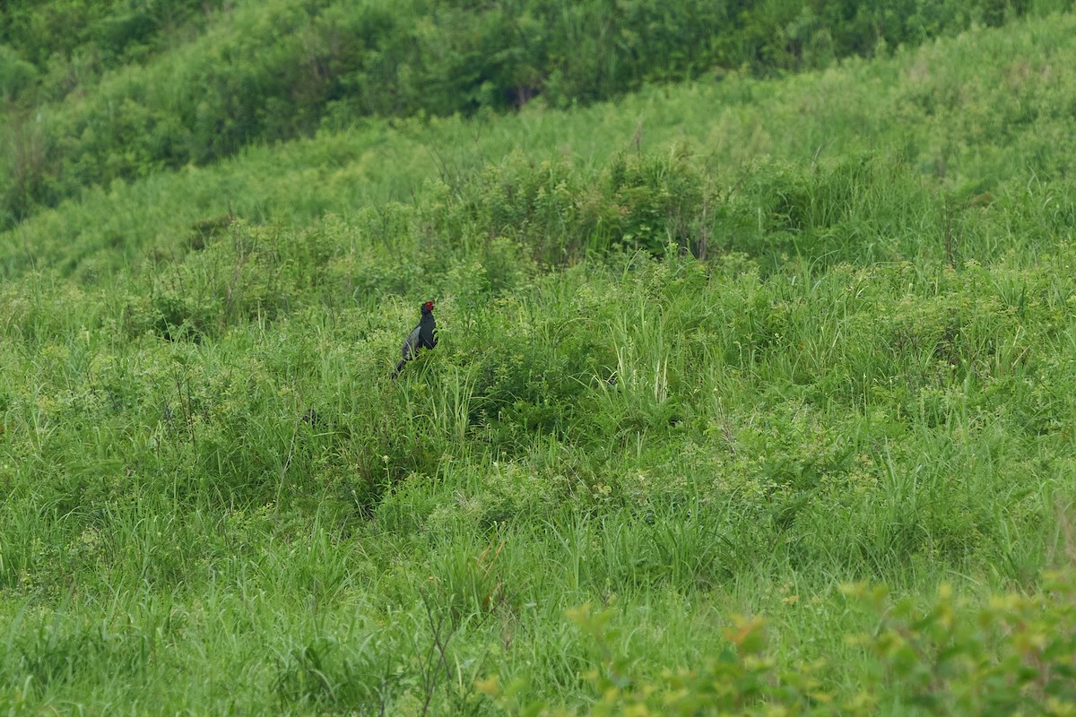 Fagiano verde - ML646223719