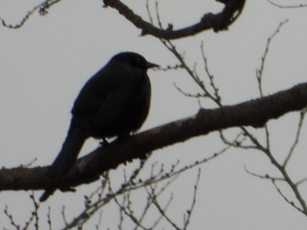 Merle d'Amérique - ML646223720