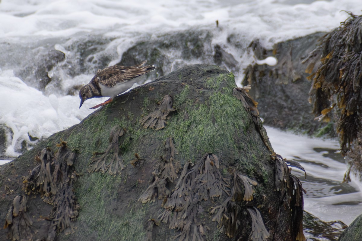 Ruddy Turnstone - ML646223721