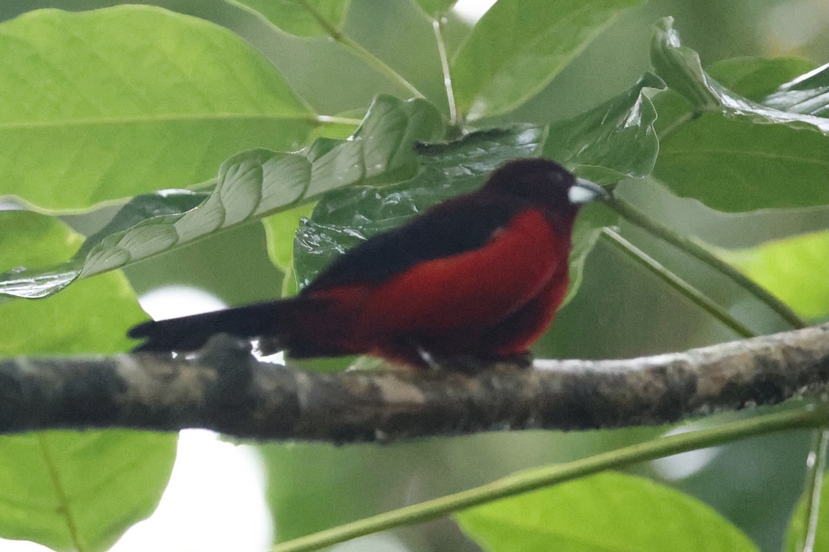 Crimson-backed Tanager - ML646223723