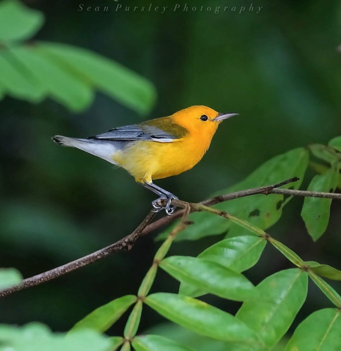 Prothonotary Warbler - ML646223724