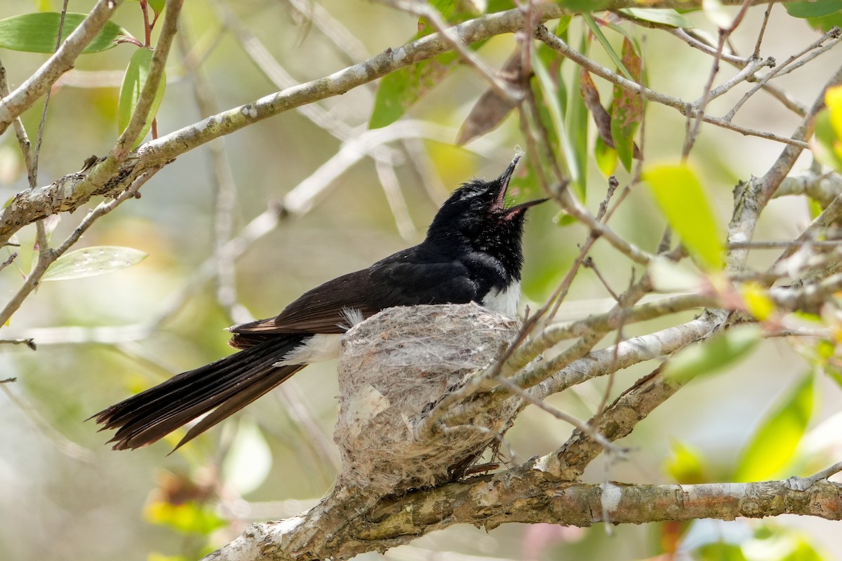 Willie-wagtail - ML646223731