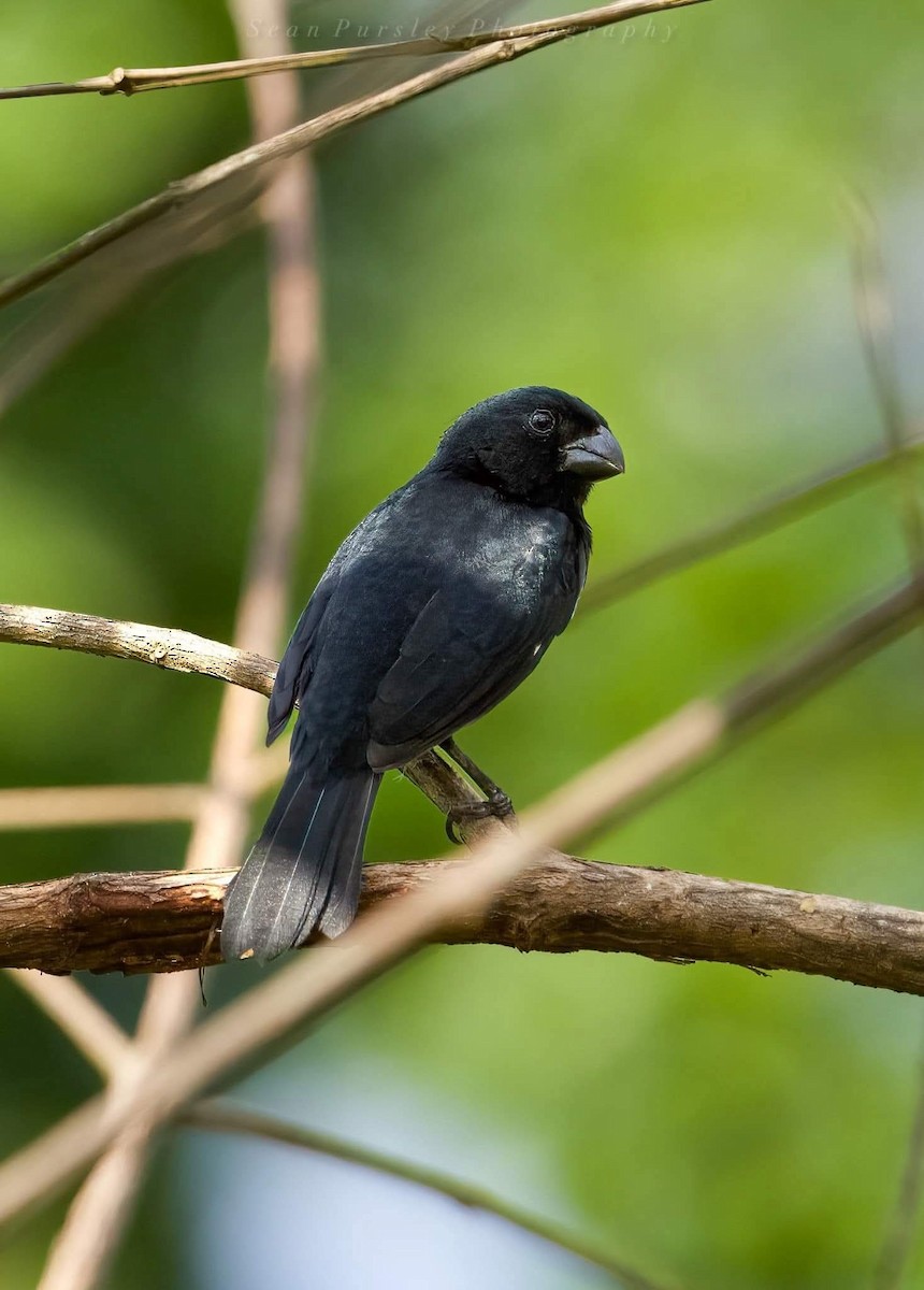 Variable Seedeater - ML646223733