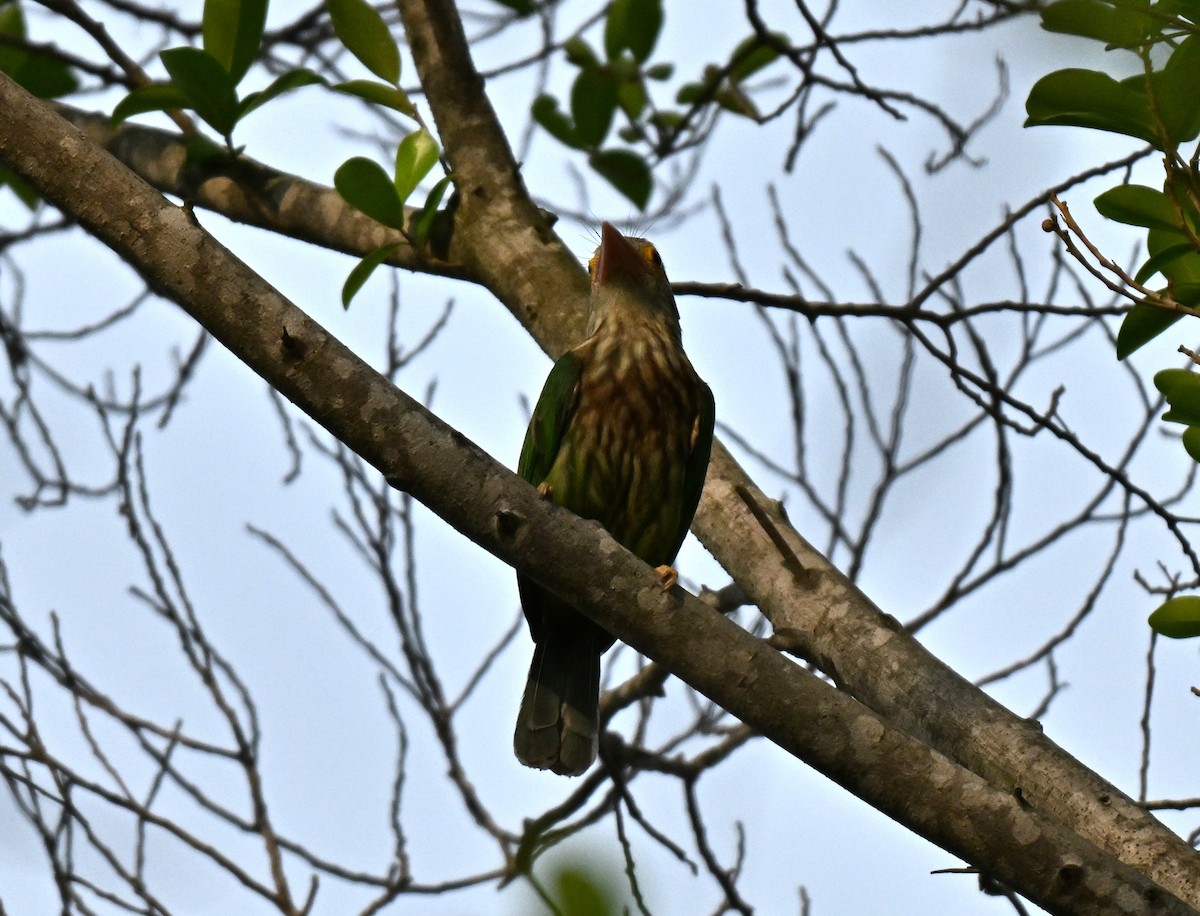 シロボシオオゴシキドリ - ML646223734