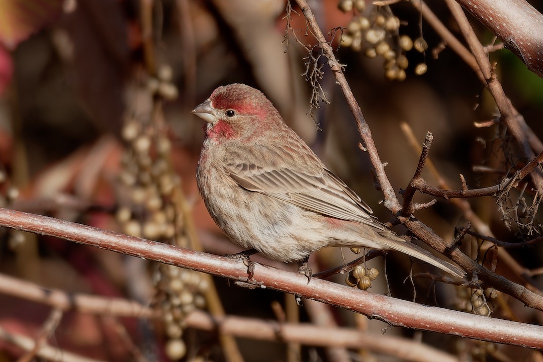 House Finch - ML646223742
