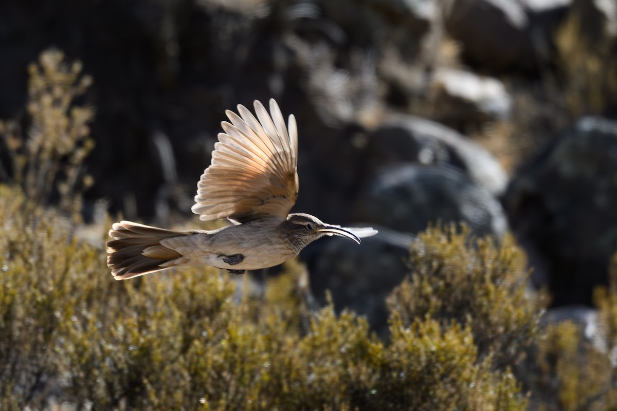 Scale-throated Earthcreeper - ML646223745