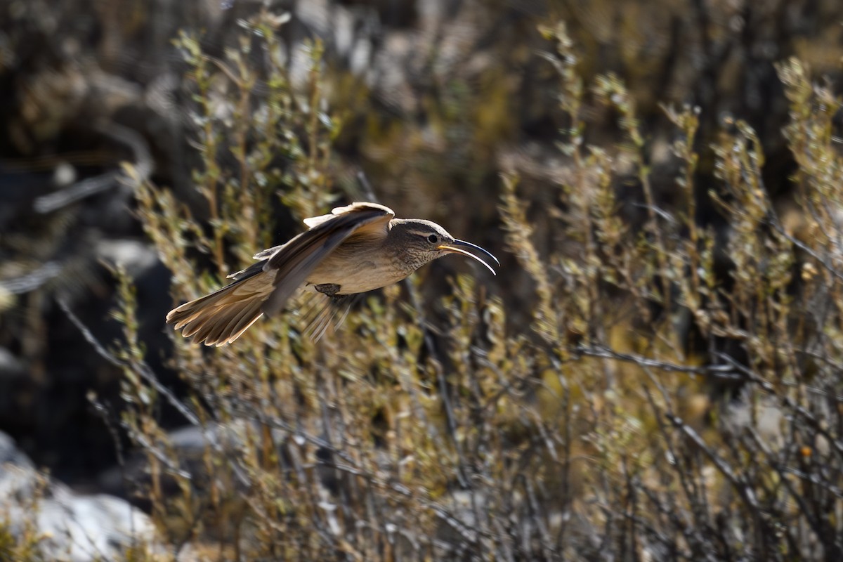 Scale-throated Earthcreeper - ML646223746