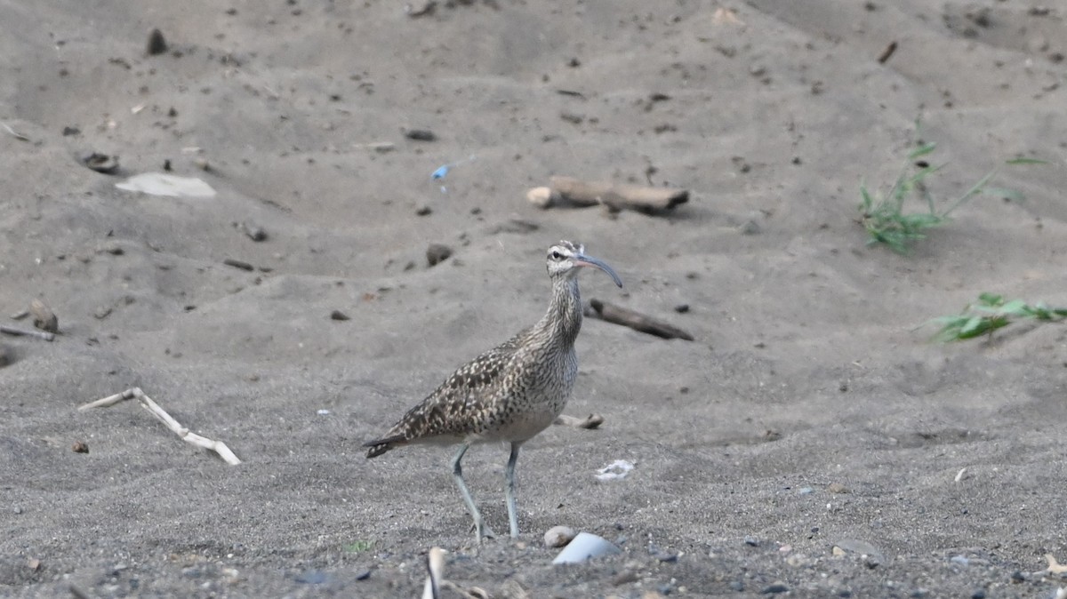 Hudsonian Whimbrel - ML646223755