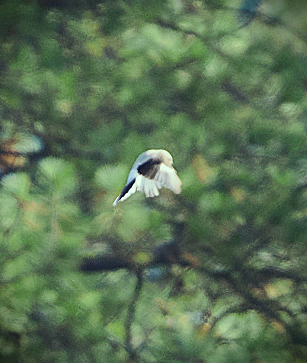 ťuhýk severní - ML646223768