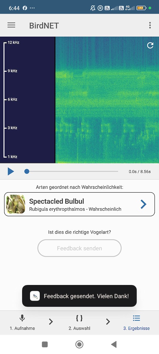 Spectacled Bulbul - ML646223772
