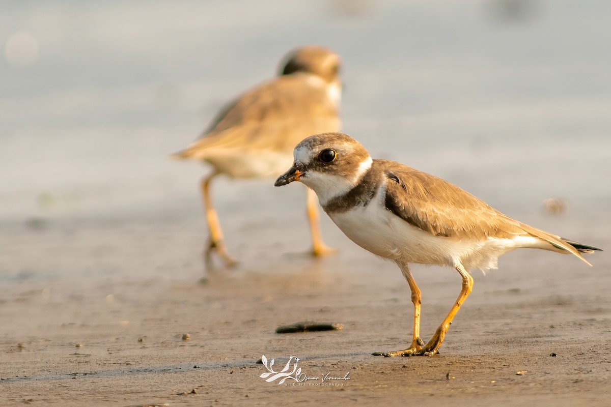 Semipalmated Plover - ML646223776