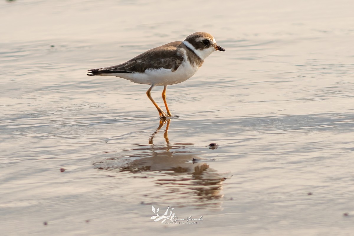 Semipalmated Plover - ML646223777