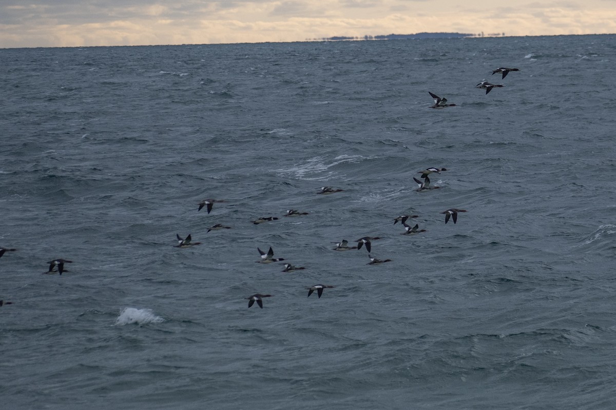Red-breasted Merganser - ML646223780